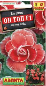 Бегония Он Топ F1 мелон лейс