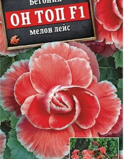 Бегония Он Топ F1 мелон лейс