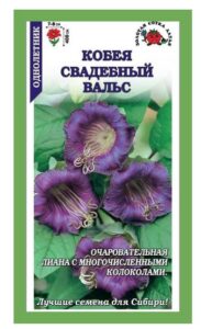 Кобея Свадебный Вальс