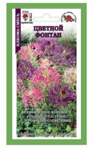 Клеома Цветной фонтан смесь