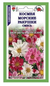 Космея Морские Ракушки