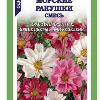 Космея Морские Ракушки