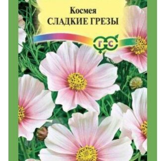 Космея Сладкие Грезы