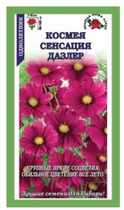 Космея Сенсация Дазлер