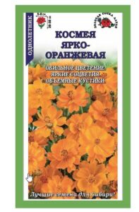 Космея Ярко-оранжевая