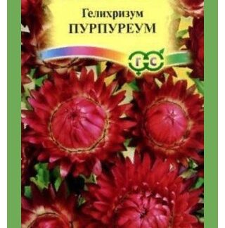 Гелихризум Пурпуреум