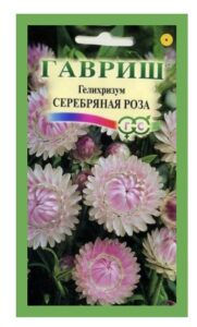 Гелихризум Серебрянная роза