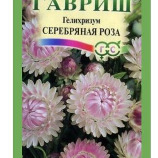 Гелихризум Серебрянная роза