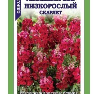 Львиный зев Низкорослый скарлет