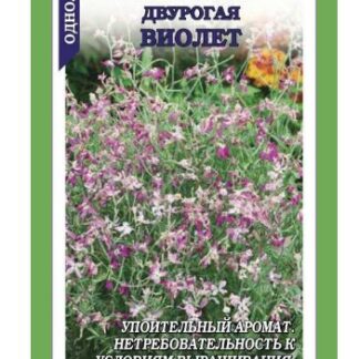 Маттиола Виолет