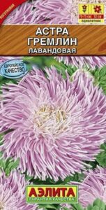 Астра Гремлин лавандовая