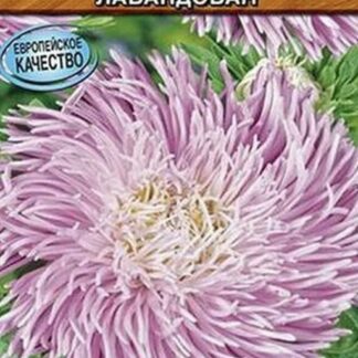 Астра Гремлин лавандовая