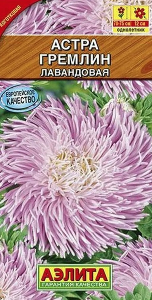 Астра Гремлин лавандовая