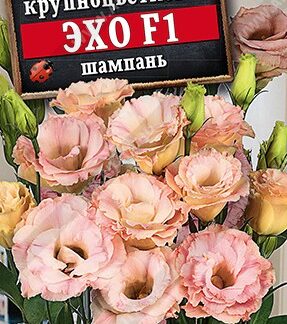 Эустома Эхо F1 шампань крупноцветковая