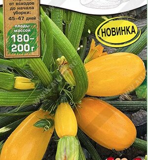 Кабачок цуккини Львёнок F1