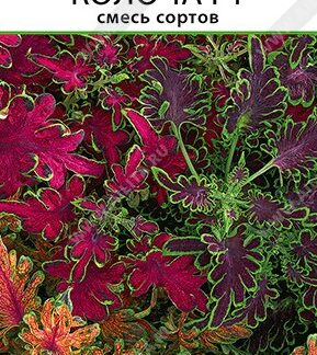 Колеус Колоча F1, смесь сортов
