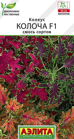 Колеус Колоча F1, смесь сортов