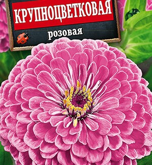 Цинния Крупноцветковая розовая