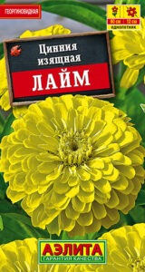 Цинния Лайм