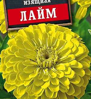 Цинния Лайм