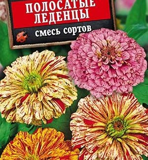 Цинния Полосатые леденцы, смесь сортов