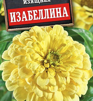 Цинния Изабеллина георгиновидная