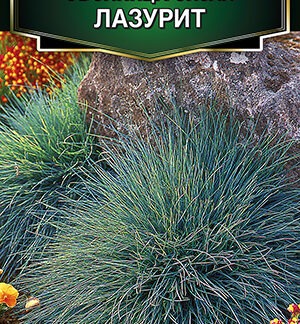 Овсяница сизая Лазурит
