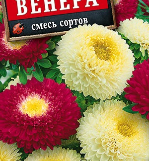 Астра Венера, смесь окрасок