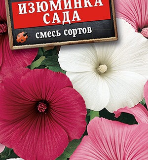 Лаватера Изюминка сада, смесь сортов