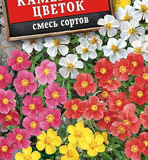 Солнцецвет Каменный цветок, смесь сортов