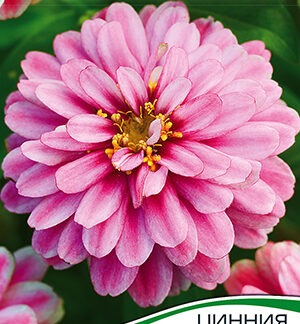 Цинния Дабл Захара малиновые искры