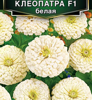 Цинния Клеопатра F1 белая
