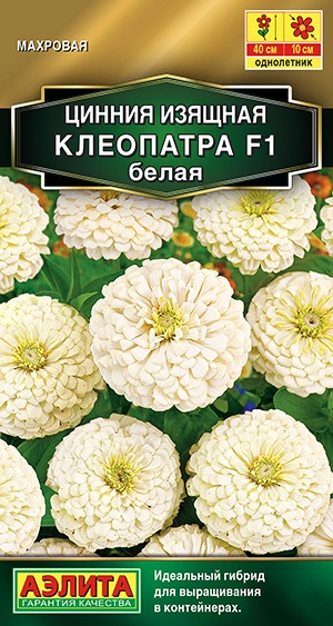 Цинния Клеопатра F1 белая