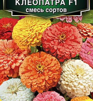 Цинния Клеопатра F1, смесь сортов