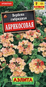 Вербена Абрикосовая