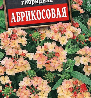 Вербена Абрикосовая