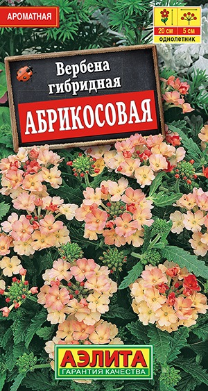 Вербена Абрикосовая