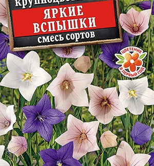 Платикодон Яркие вспышки, смесь сортов