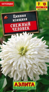 Цинния Снежный человек кактусовидная