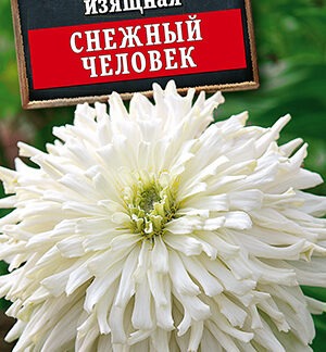 Цинния Снежный человек кактусовидная