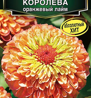 Цинния Королева оранжевый лайм