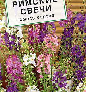 Вербаскум Римские свечи, смесь сортов