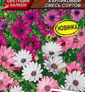 Остеоспермум Звездное сияние карликовый, смесь сортов
