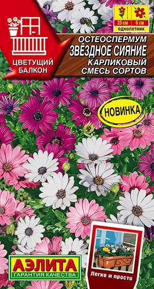 Остеоспермум Звездное сияние карликовый, смесь сортов