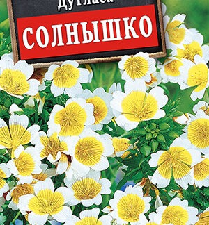 Лимнантес дугласа Солнышко