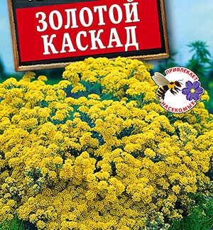 Ауриния скальная Золотой каскад