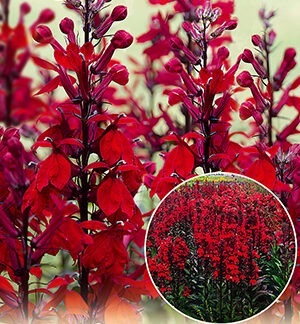 Лобелия многолетняя Квин Виктория