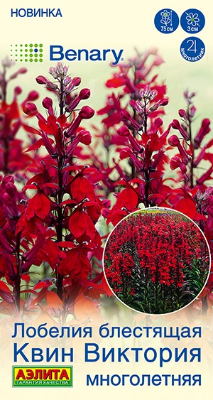 Лобелия многолетняя Квин Виктория