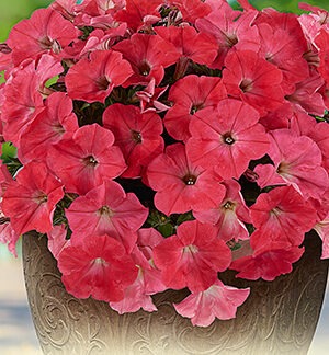 Петуния САКСЕСС! 360° F1 Дип Салмон