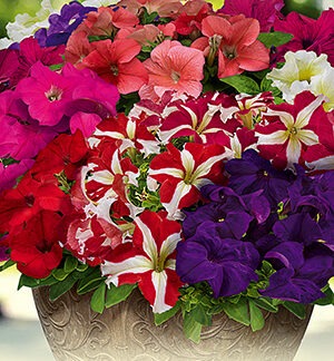 Петуния САКСЕСС! 360° F1, смесь сортов